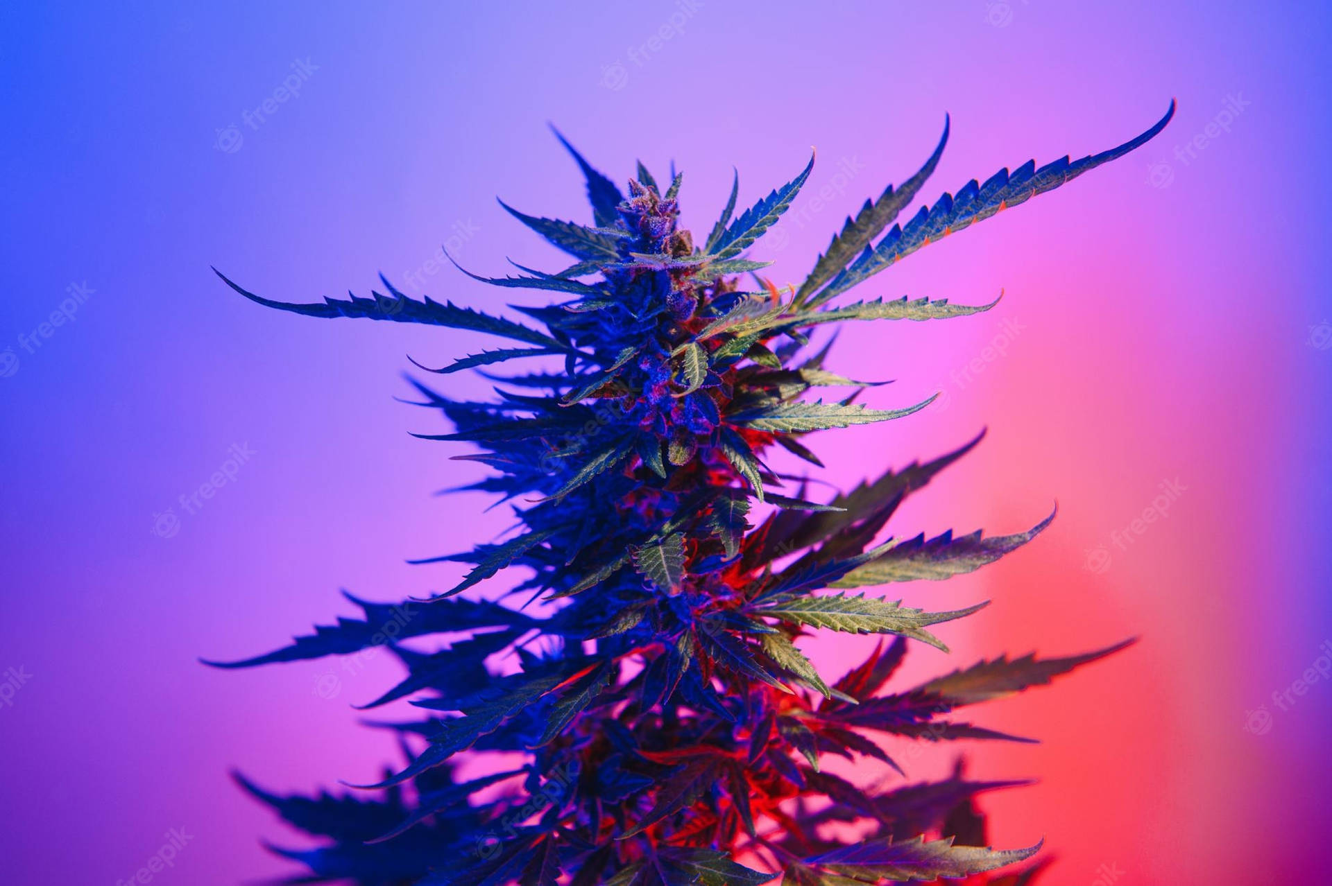 Weed Aesthetic Premium Purple Background