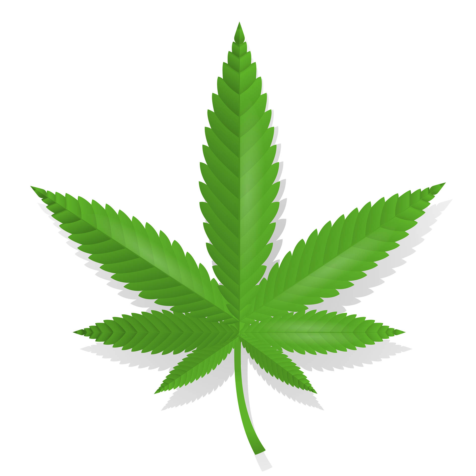 Weed Leaf Graphic In Plain White Background