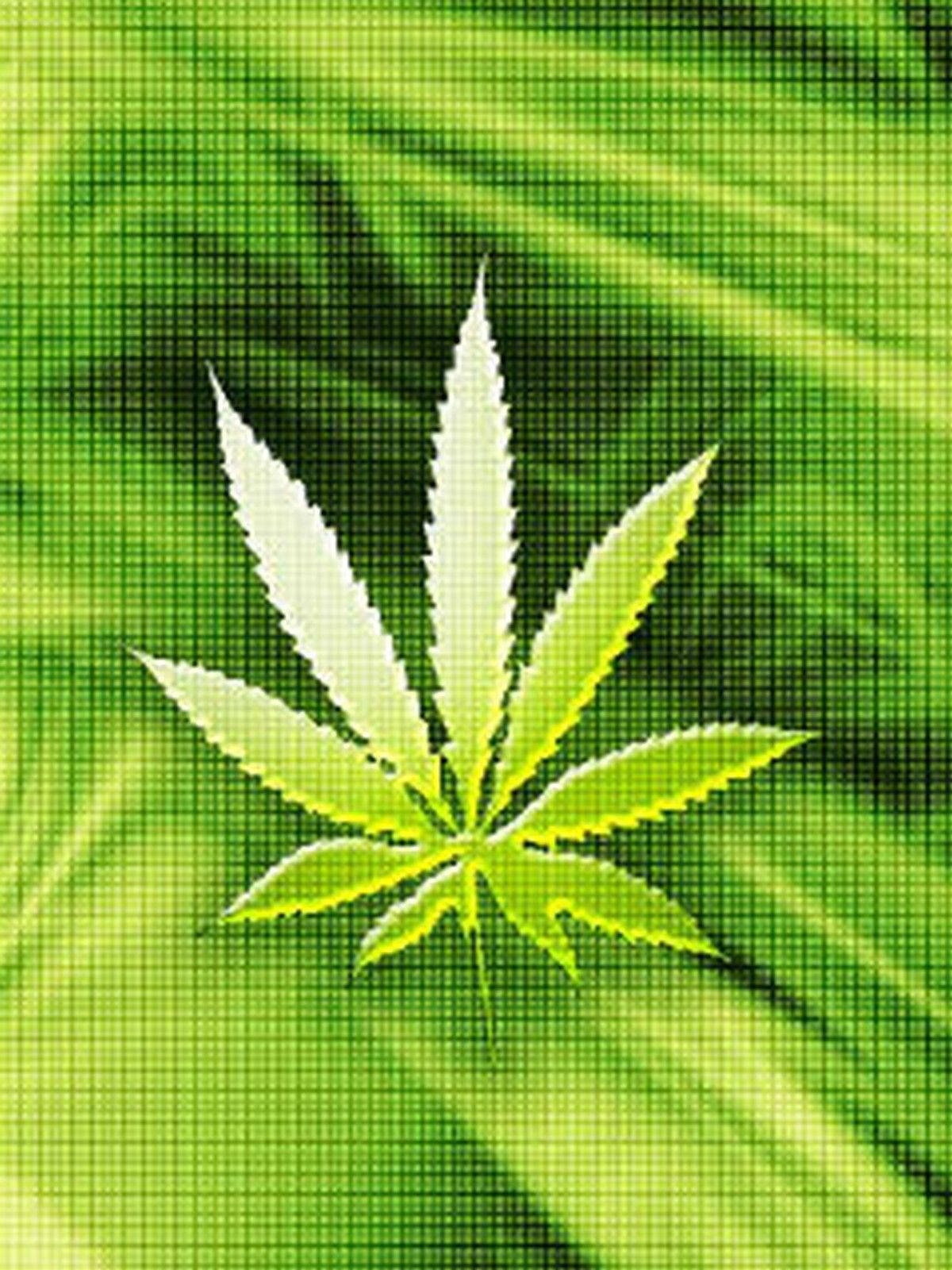 Weed Leaf In Abstract Square Pattern Background