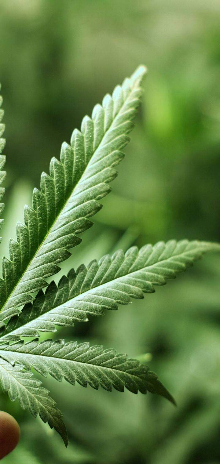 Weed Leaf In Blurry Green Backdrop Background