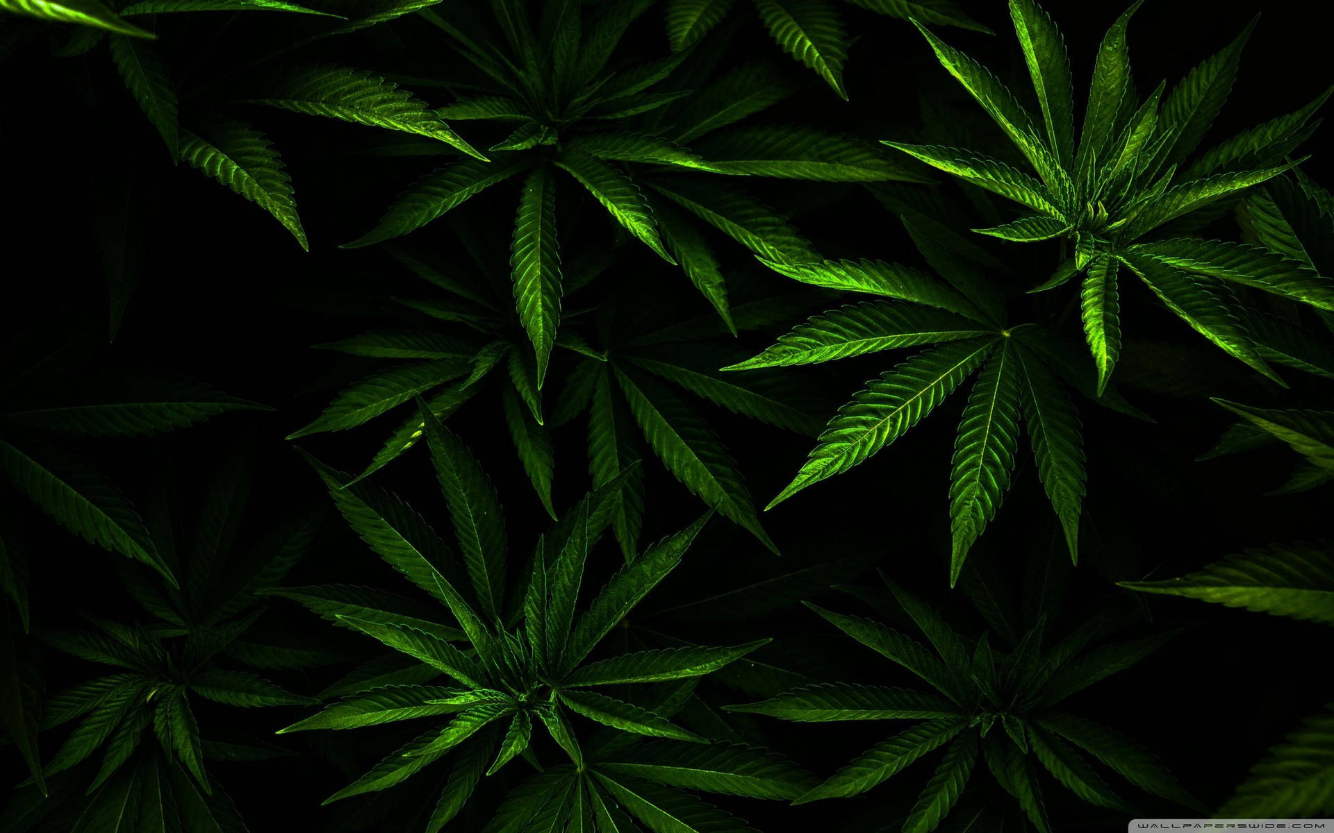 Weed Leaf In Dim Background