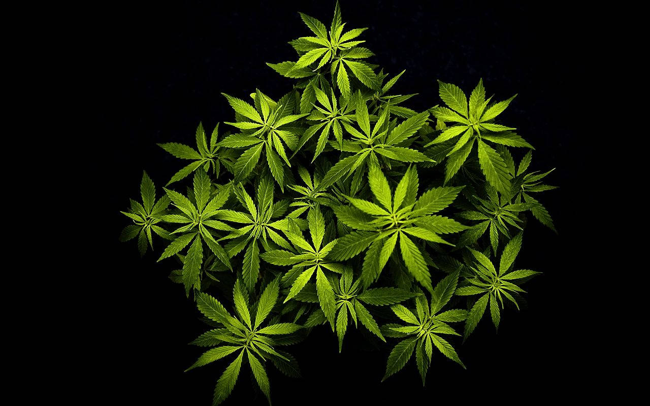 Weed Leaf Plant In Pitch Black Background