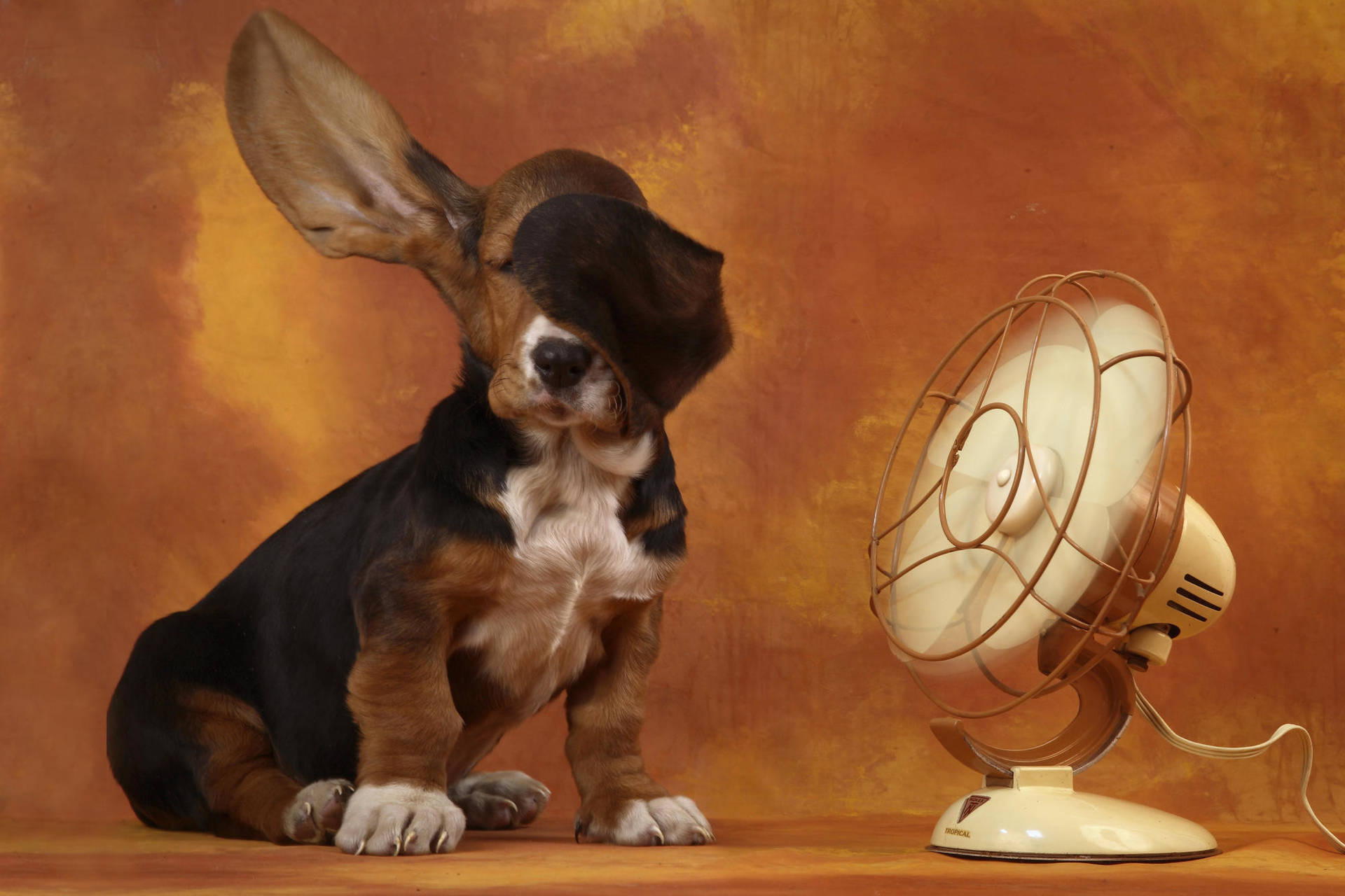 Weird Dog With Electric Fan Background