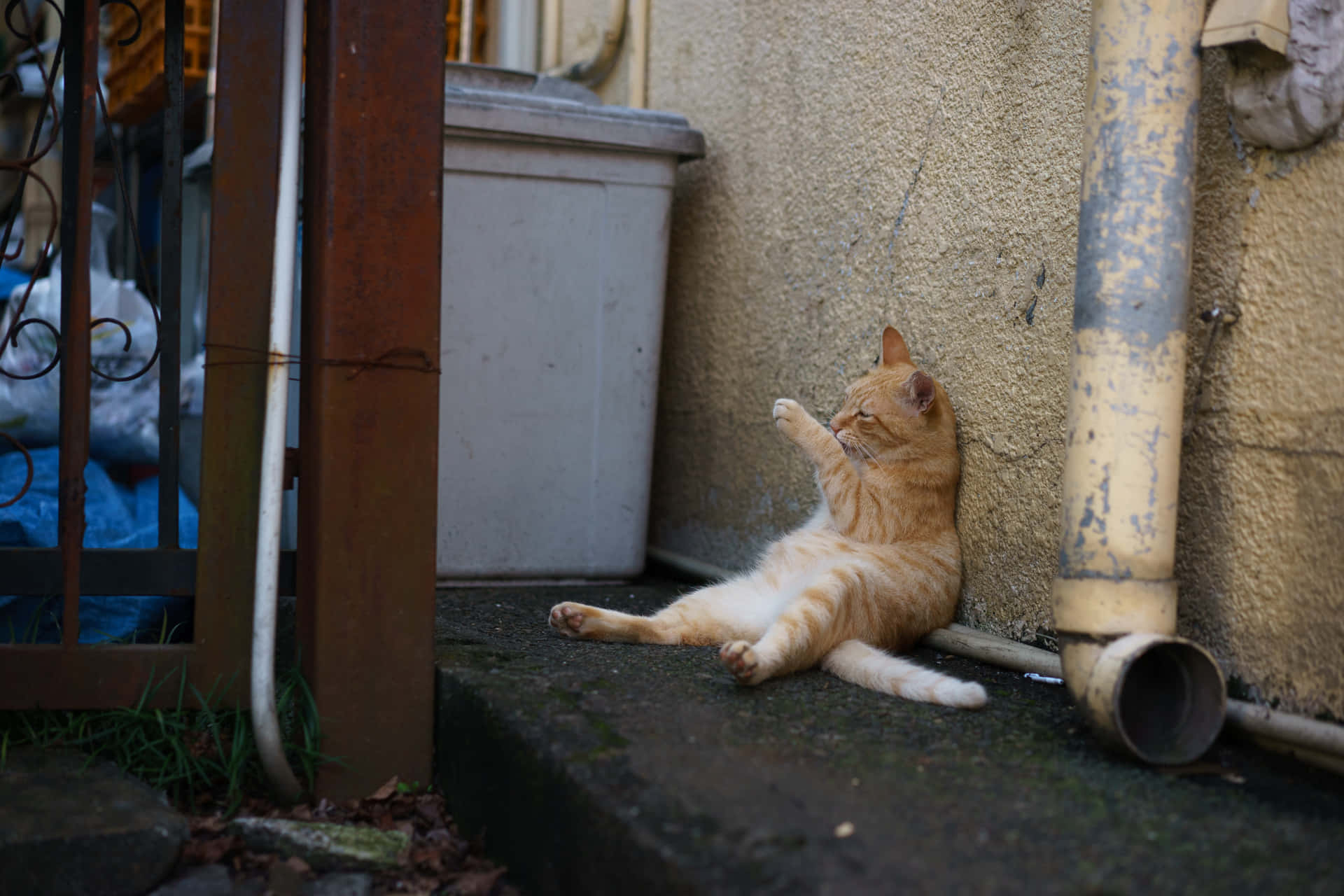 Weird Pfp Of Cat Sitting Upright Background