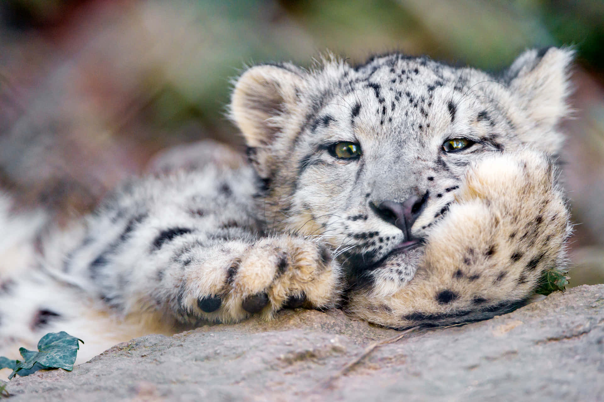 Weird Pfp Of Leopard Background