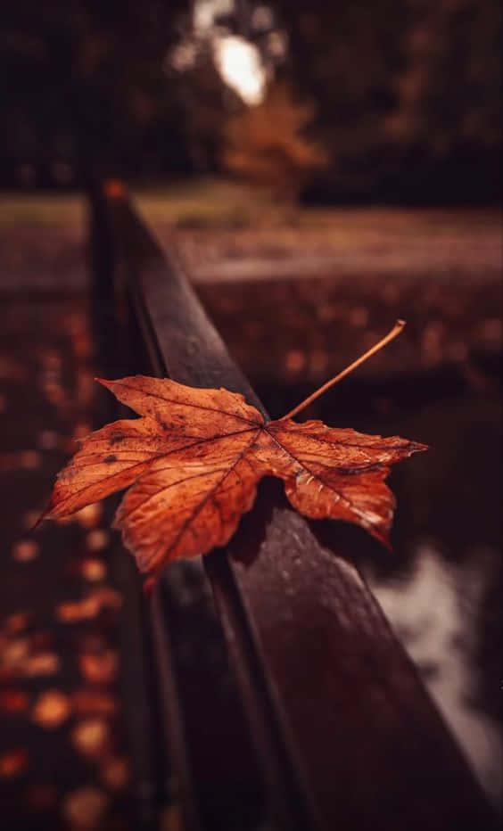 : Welcome Autumn With Warm Colors Background