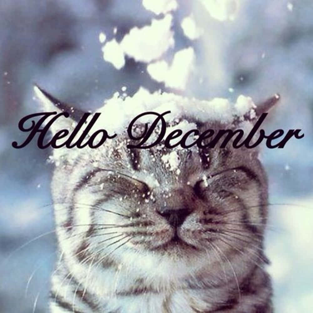 Welcome December Snow Cat