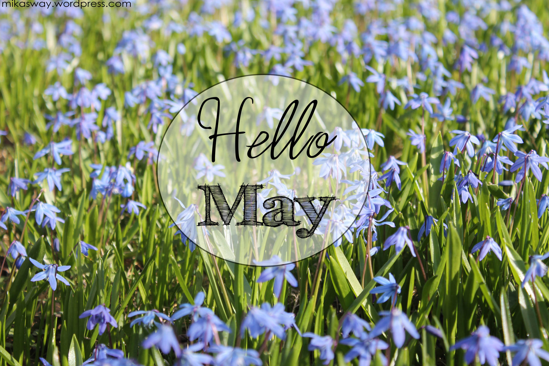 Welcome May - A Glimpse Of Spring In A Lily Field Background