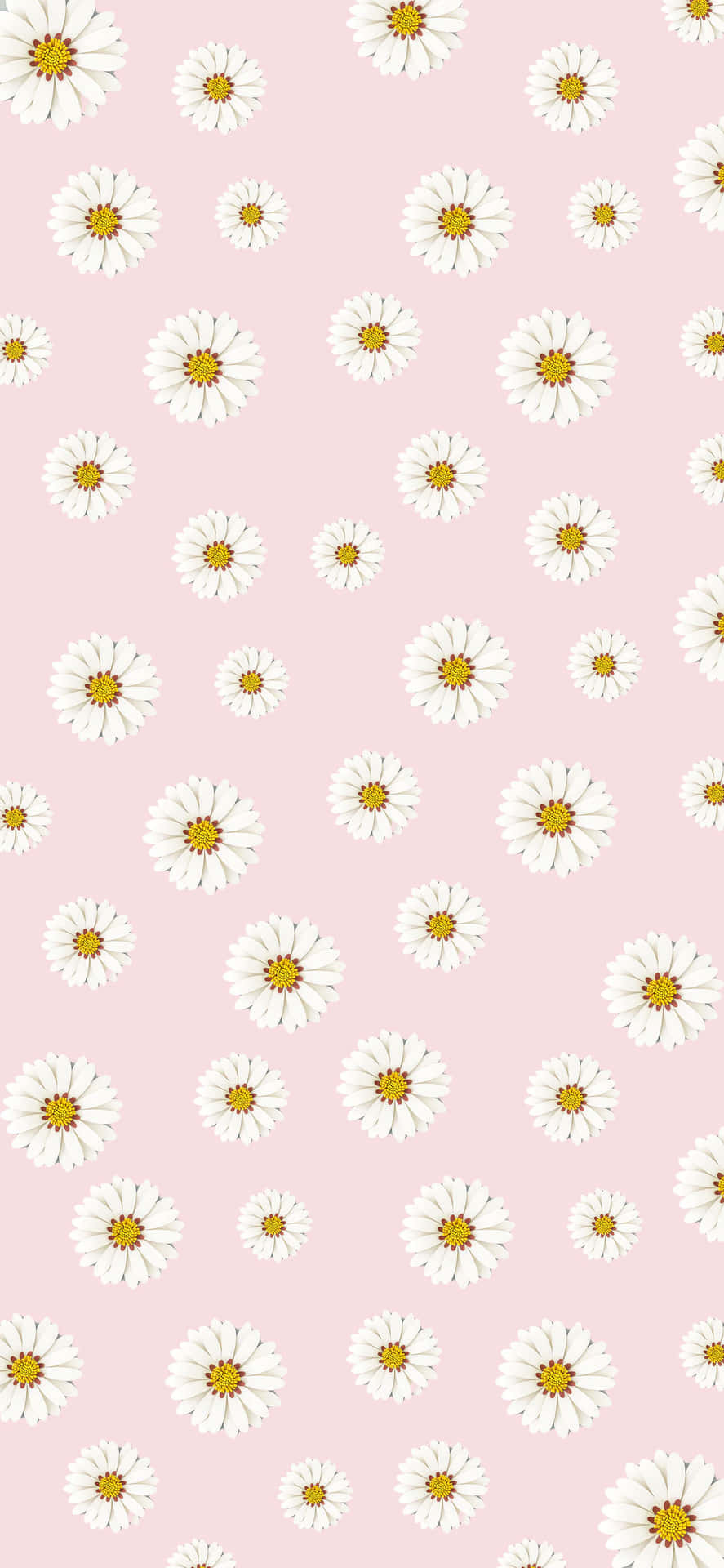 Welcome Spring With Vibrant Colored Daisies! Background