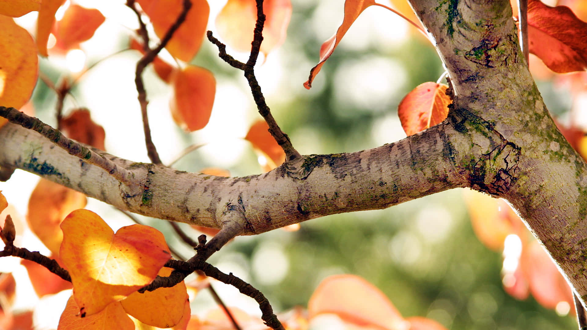 Welcome The Autumn By Colorful Early Fall Scene