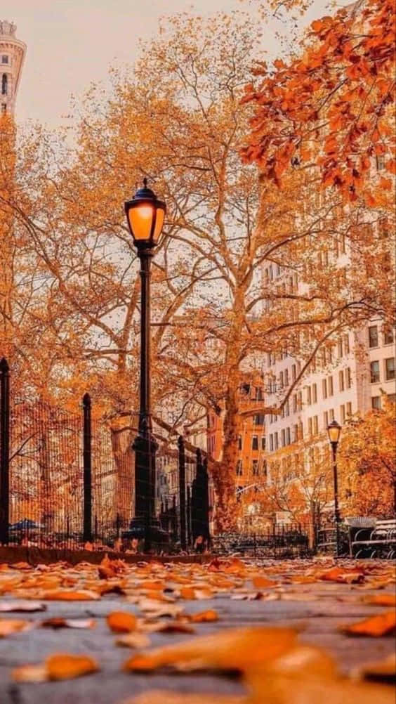 Welcome The Autumn Season With A Harvest Of Color Background