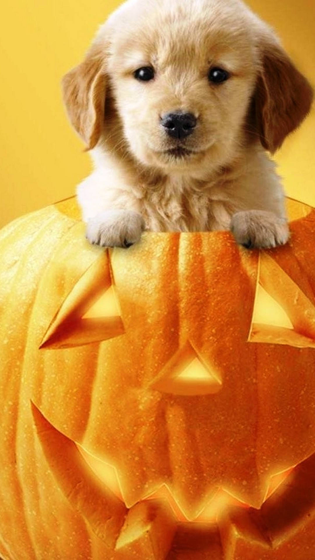 Welcome The Halloween Season With This Cute Phone! Background