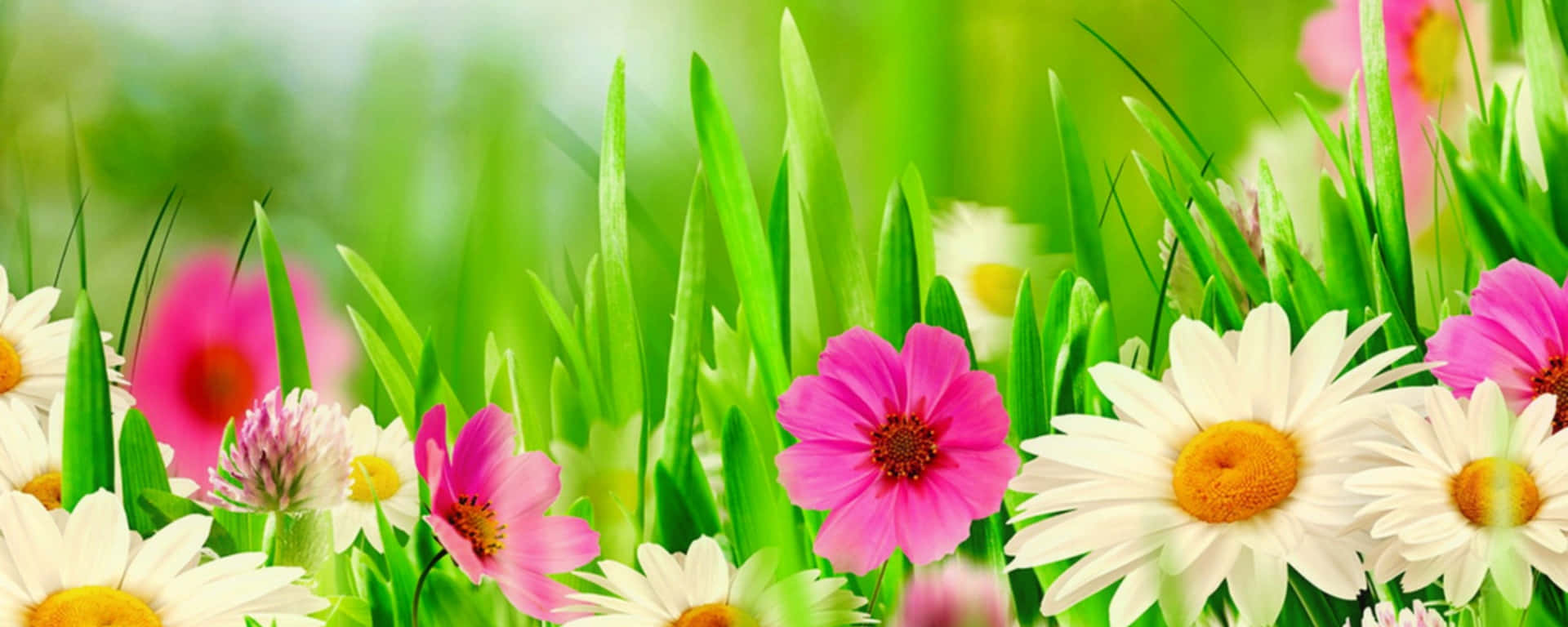 Welcome The Peace Of Spring On Your Dual Monitors. Background