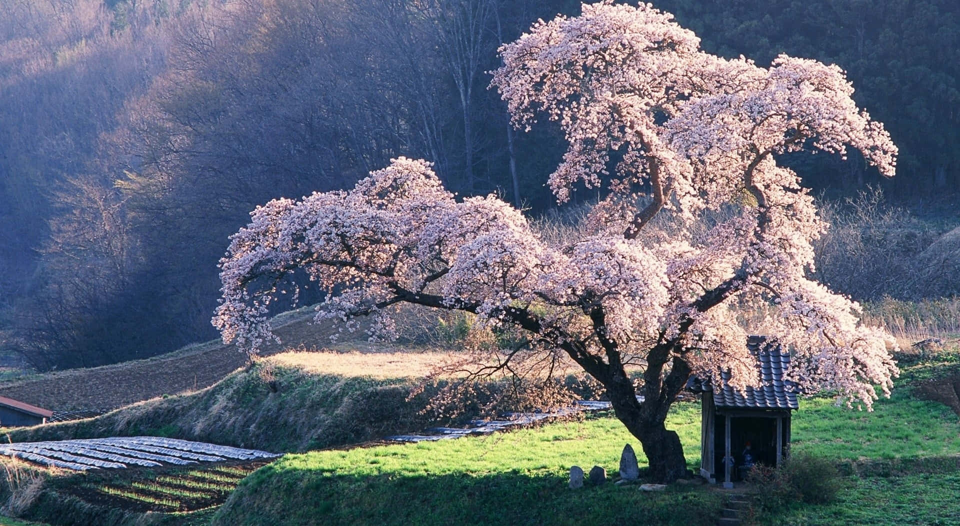 Welcome The Warm Weather With A Cute Spring Desktop Background