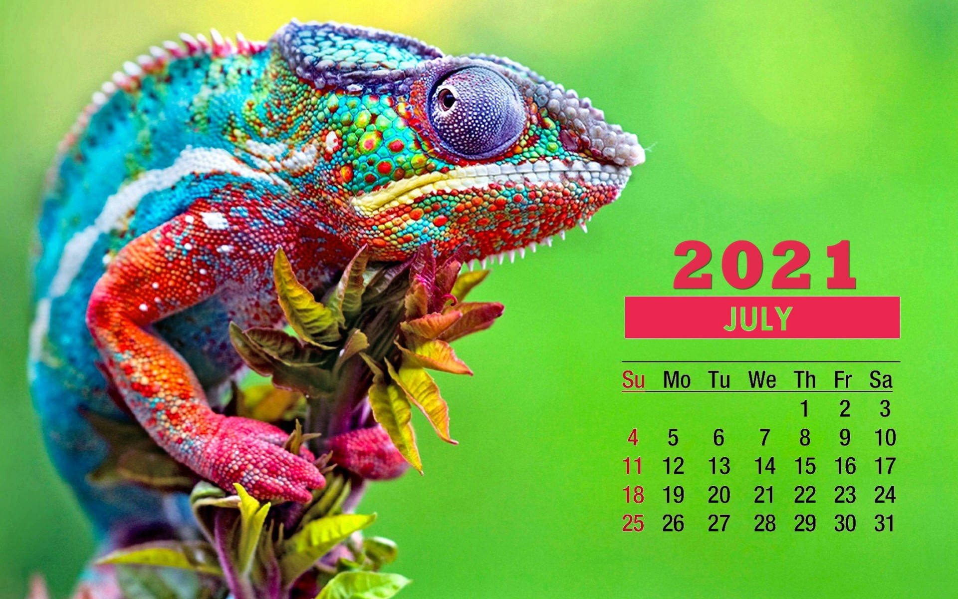 Welcome To July With The Colorful Chameleon 2021 Calendar! Background