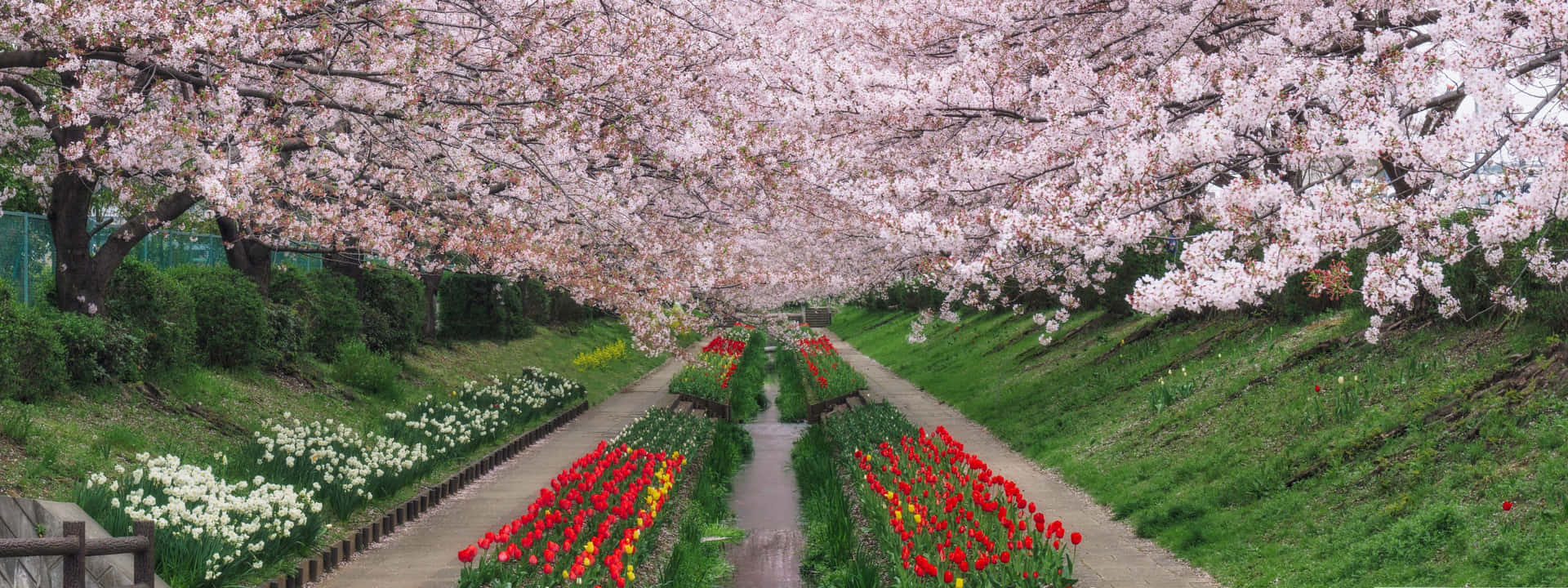 “welcome To Spring: Enjoy The Beauty Of Nature” Background