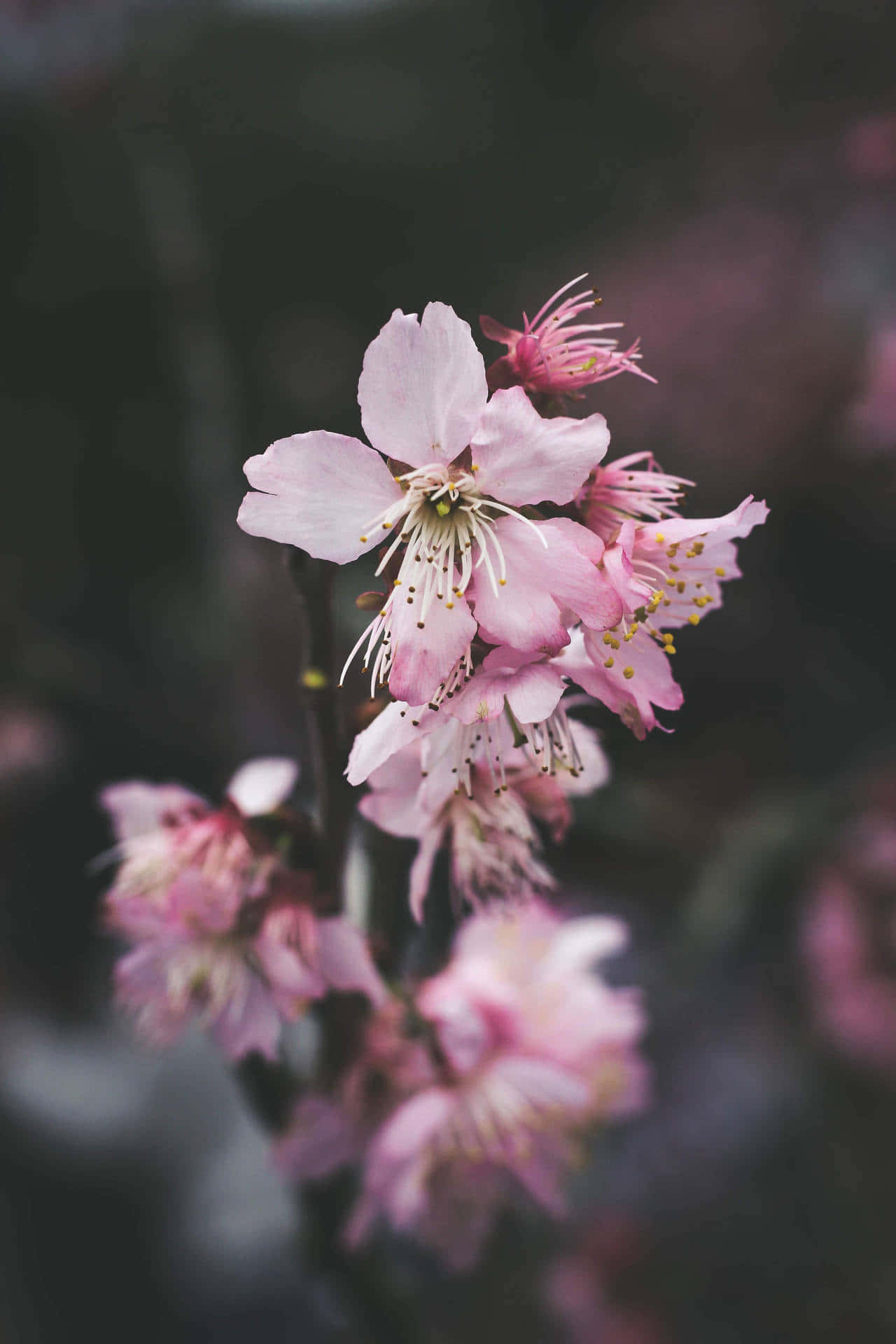 Welcome To The Beautiful World Of Dark Flower Aesthetic Background