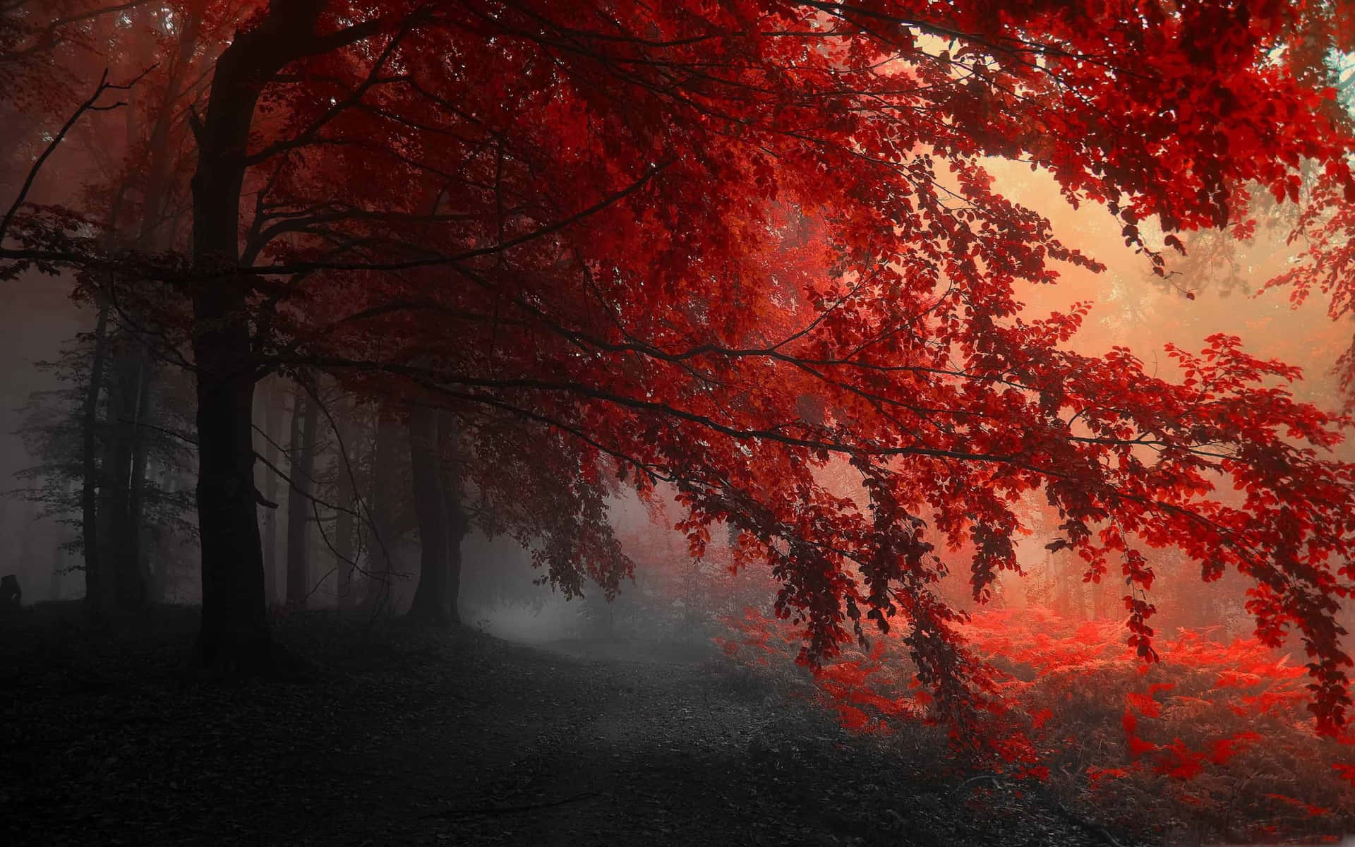 “welcome To The Mystical Fairy Forest” Background