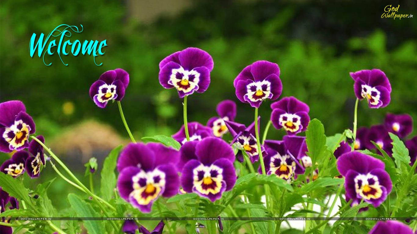 Welcome With Pansy Flowers Background