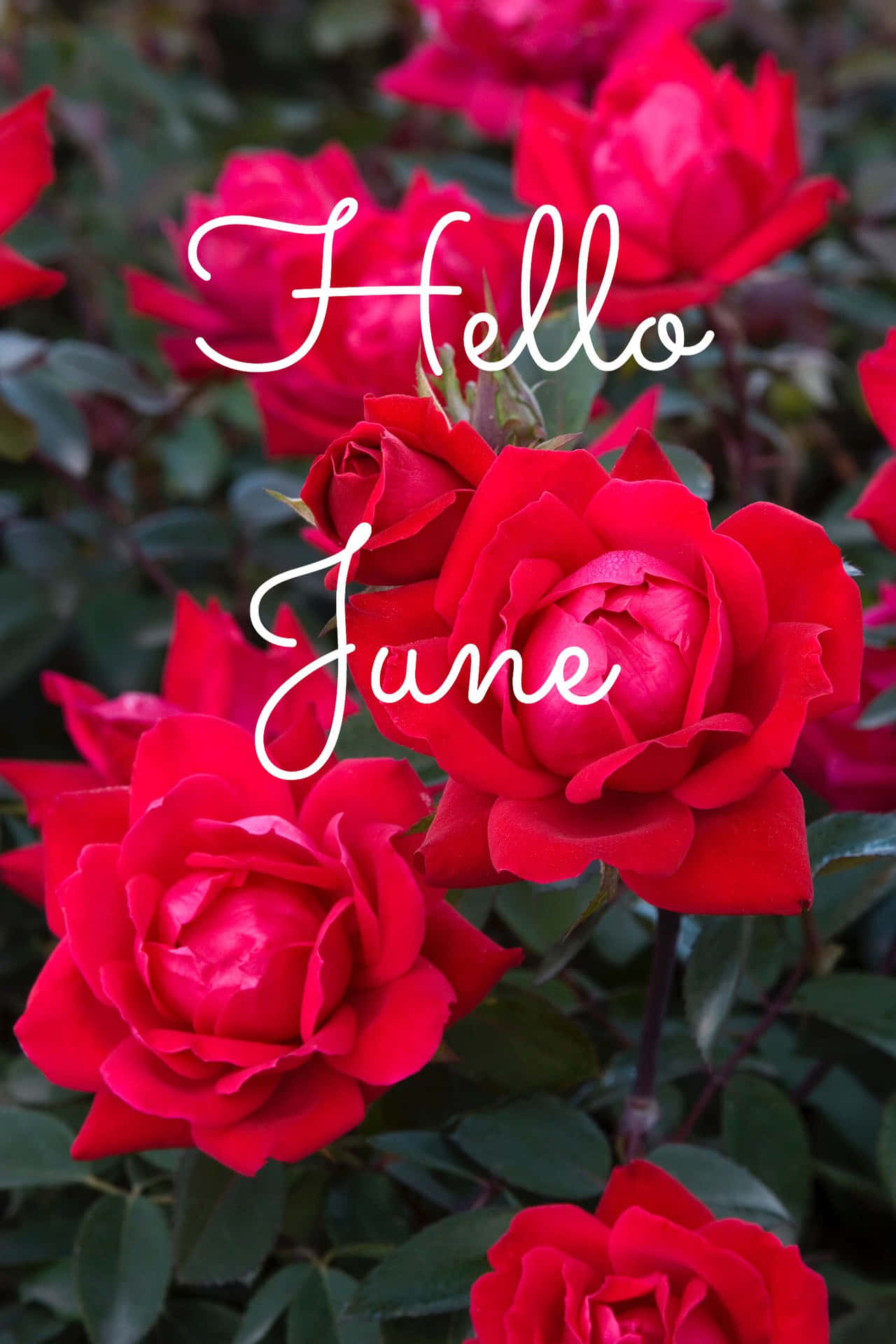 Welcoming June With Sunshine And Blooms Background