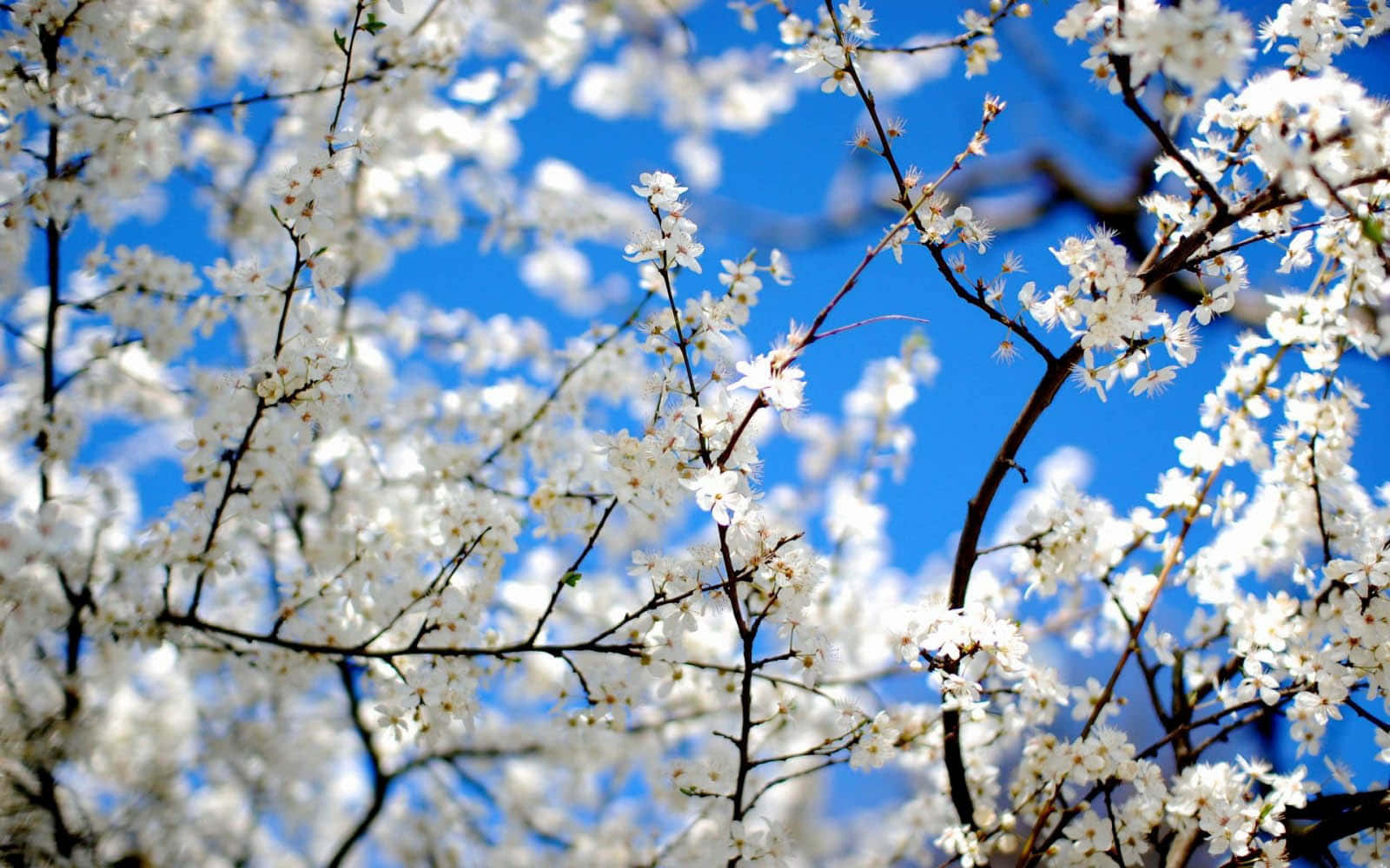 Welcoming Spring To Your Desktop Background