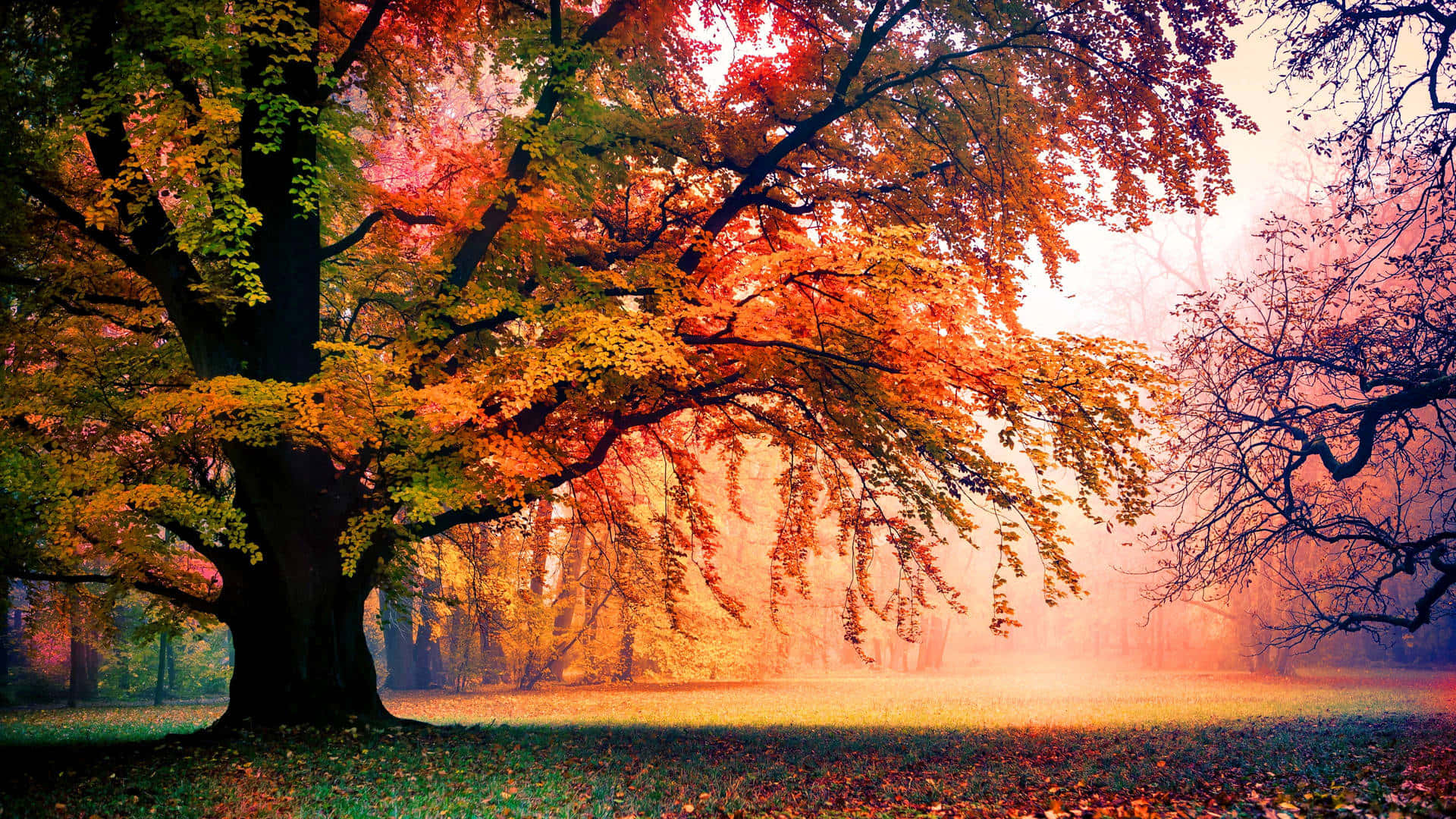 Welcoming The Uniqueness Of Nature Background