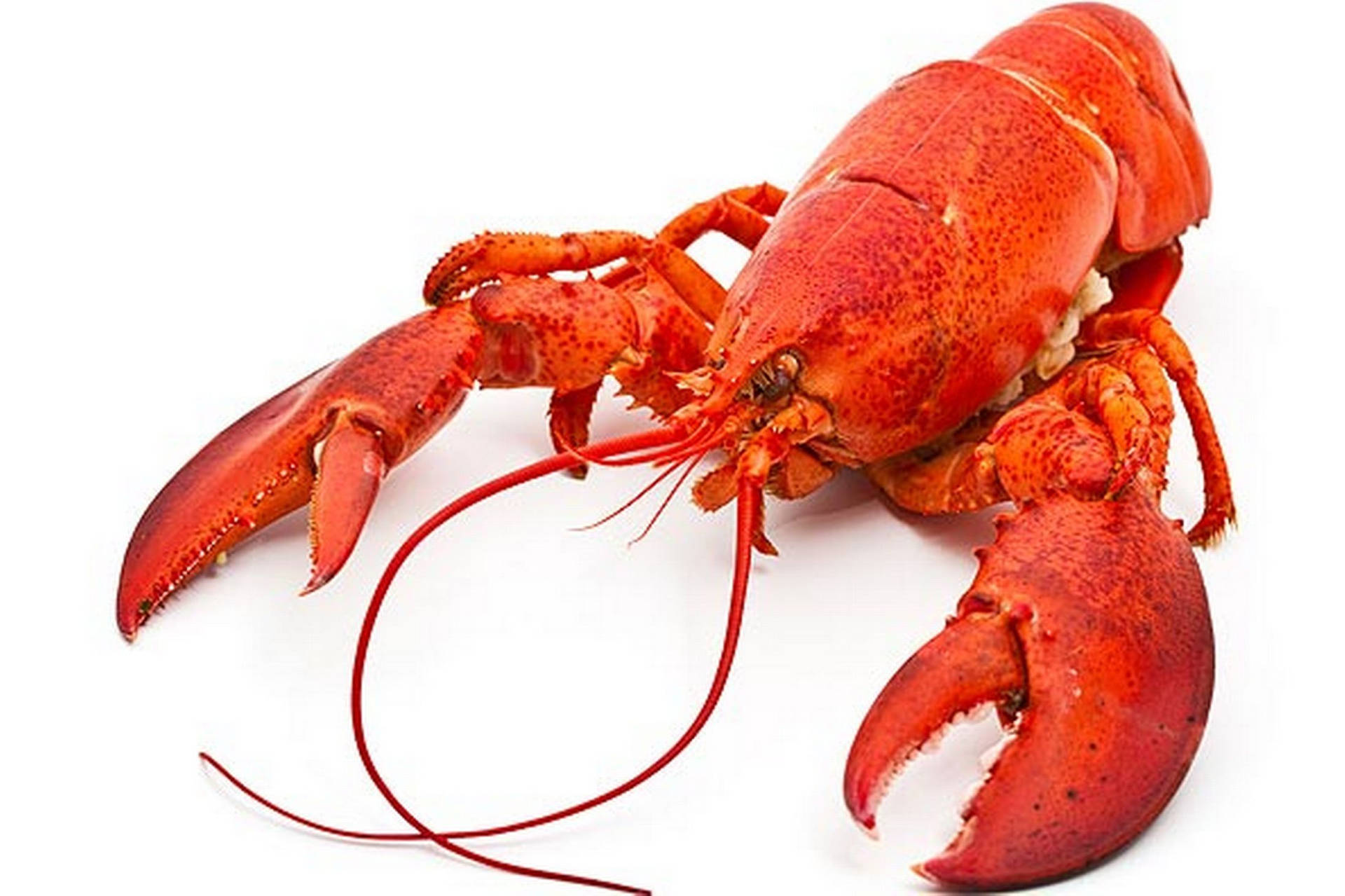 Well-cooked Lobster Photograph Background