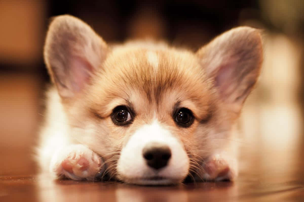 Welsh Cute Corgi Puppy Background