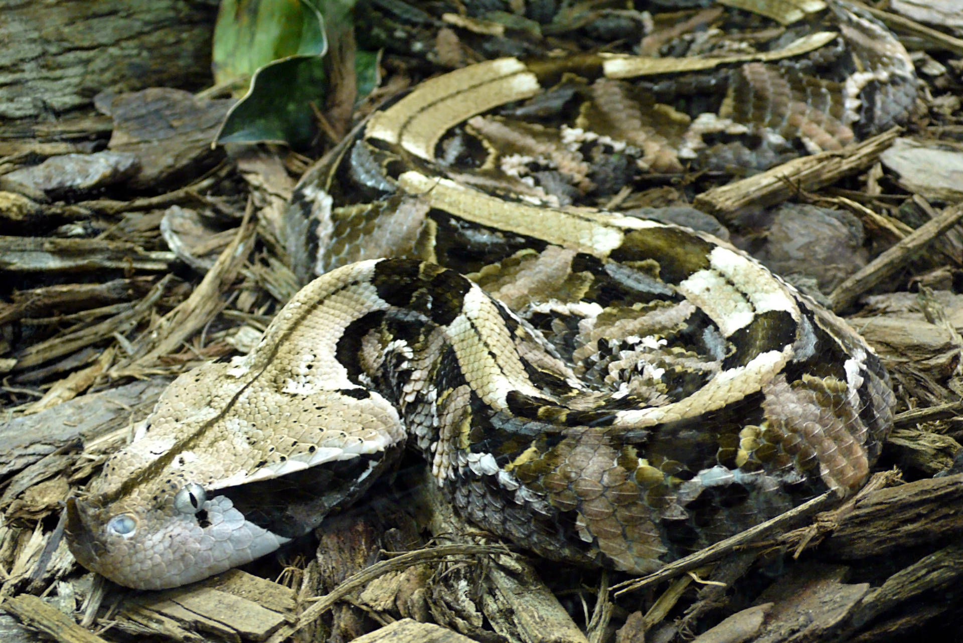 West African Camouflage Gaboon Viper Background