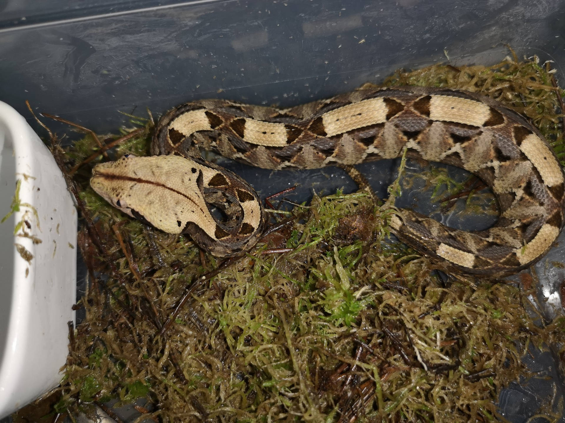 West African Gaboon Viper Snake Background