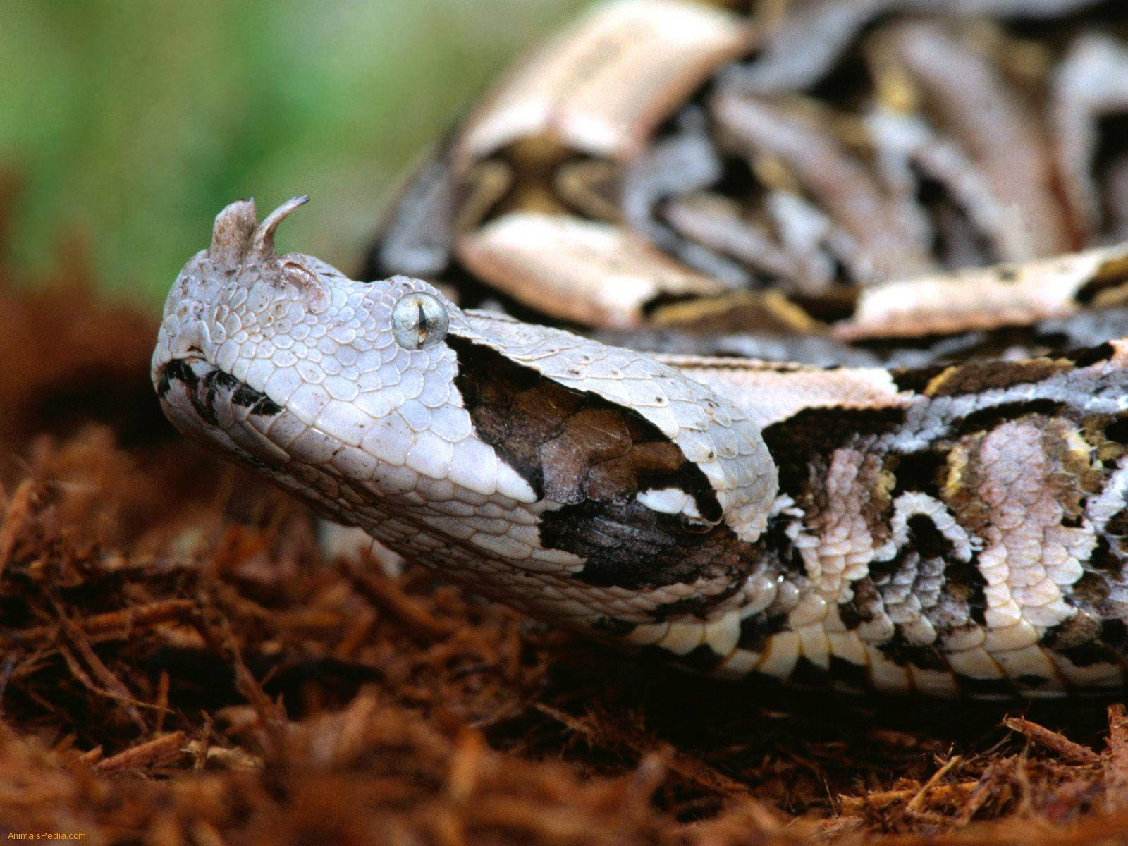 West African Reptile Gaboon Viper Tight Shot Background