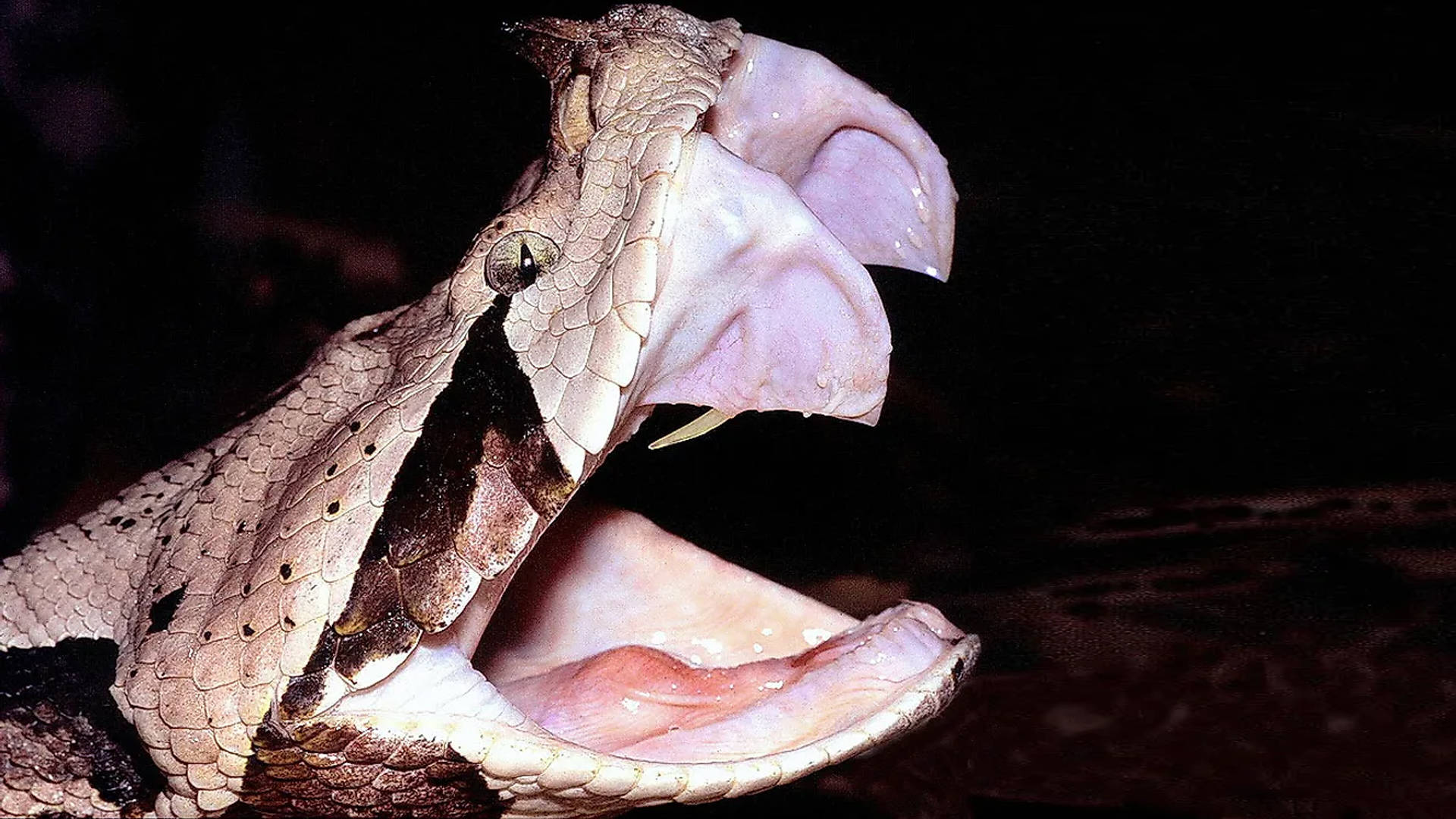 West African Snake Gaboon Viper Attack