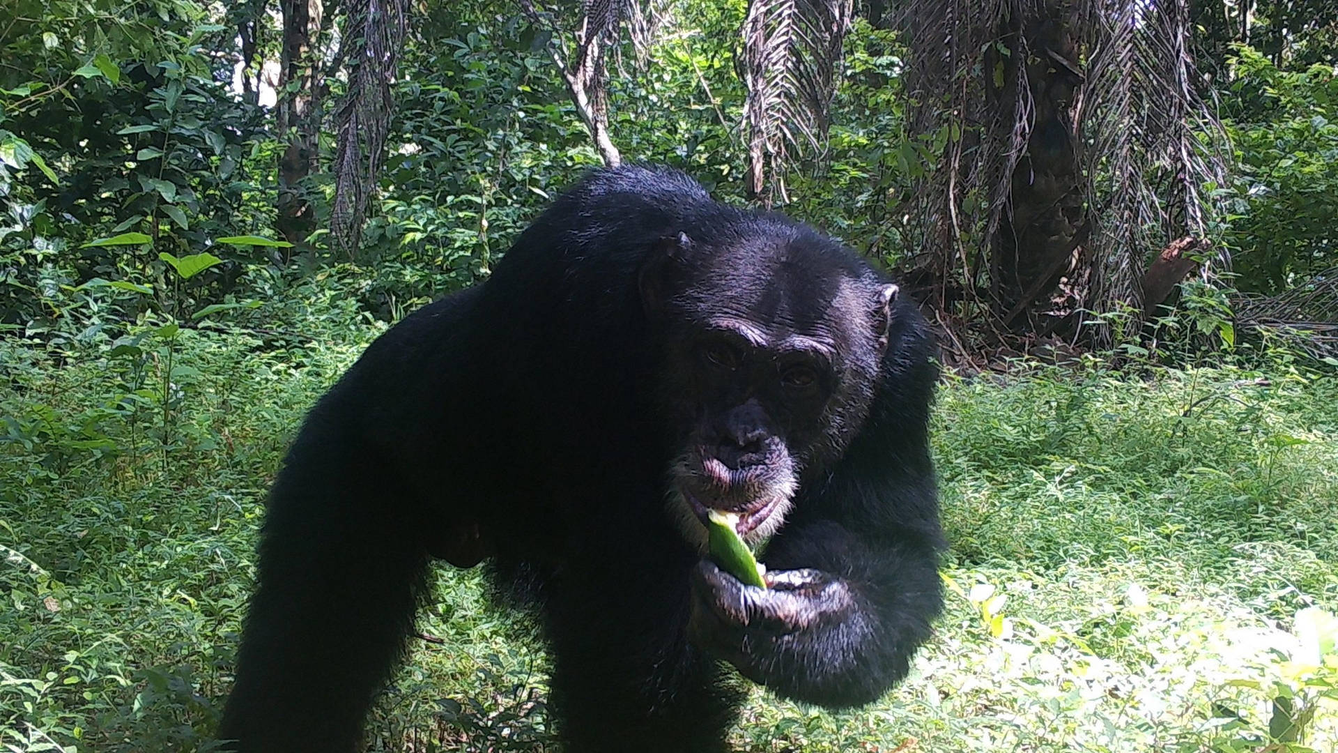 Western Chimpanzee Species Background