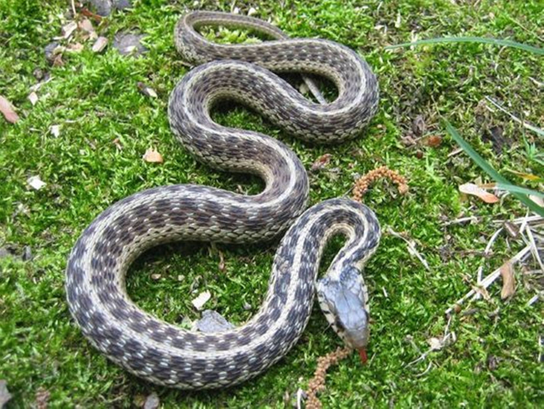 Western Terrestrial Garter Snake