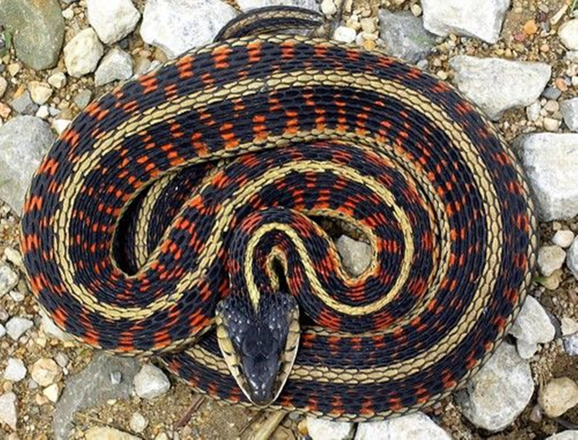 Western Terrestrial Garter Snake