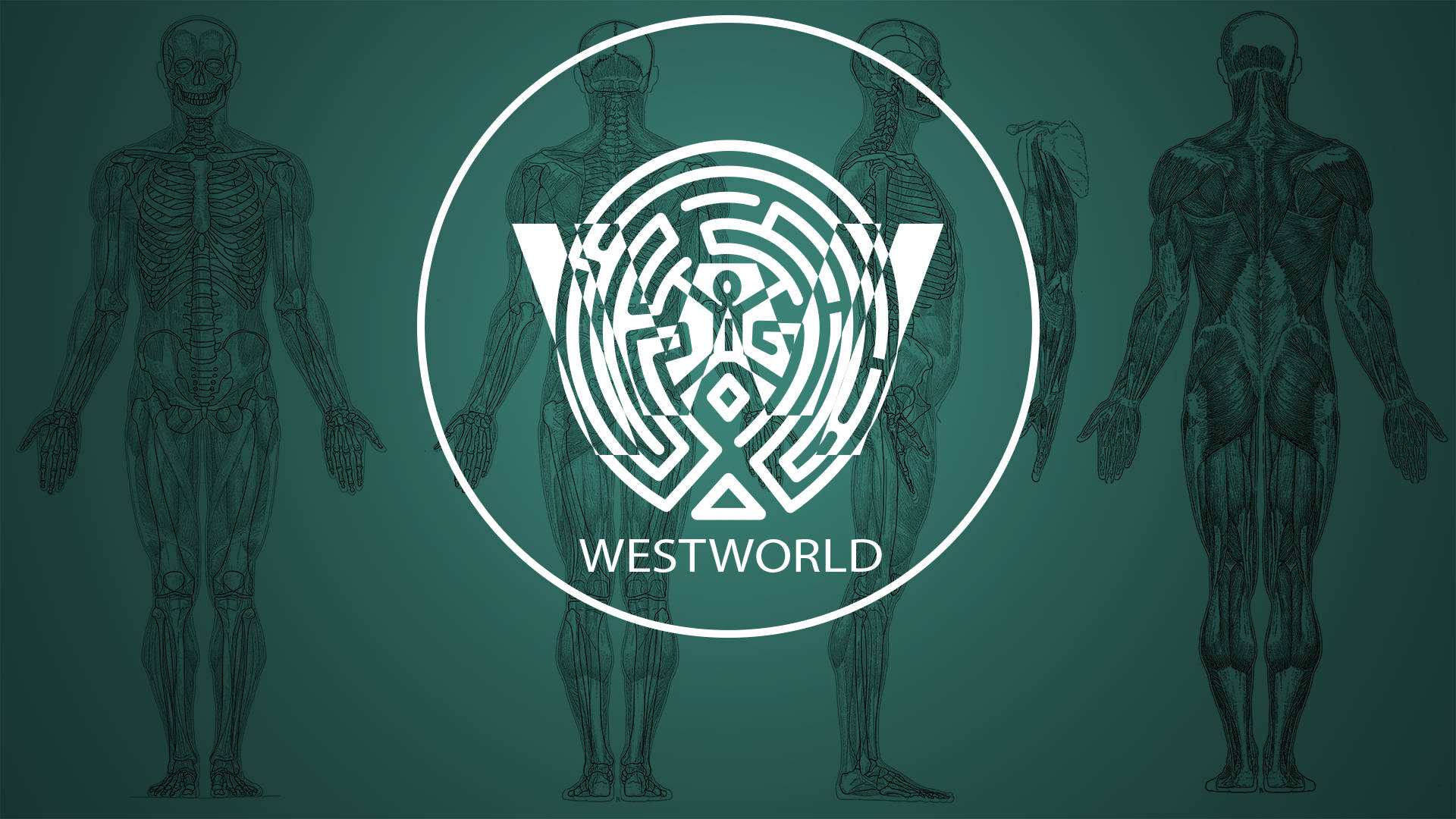 Westworld Logo With Human Anatomy Background