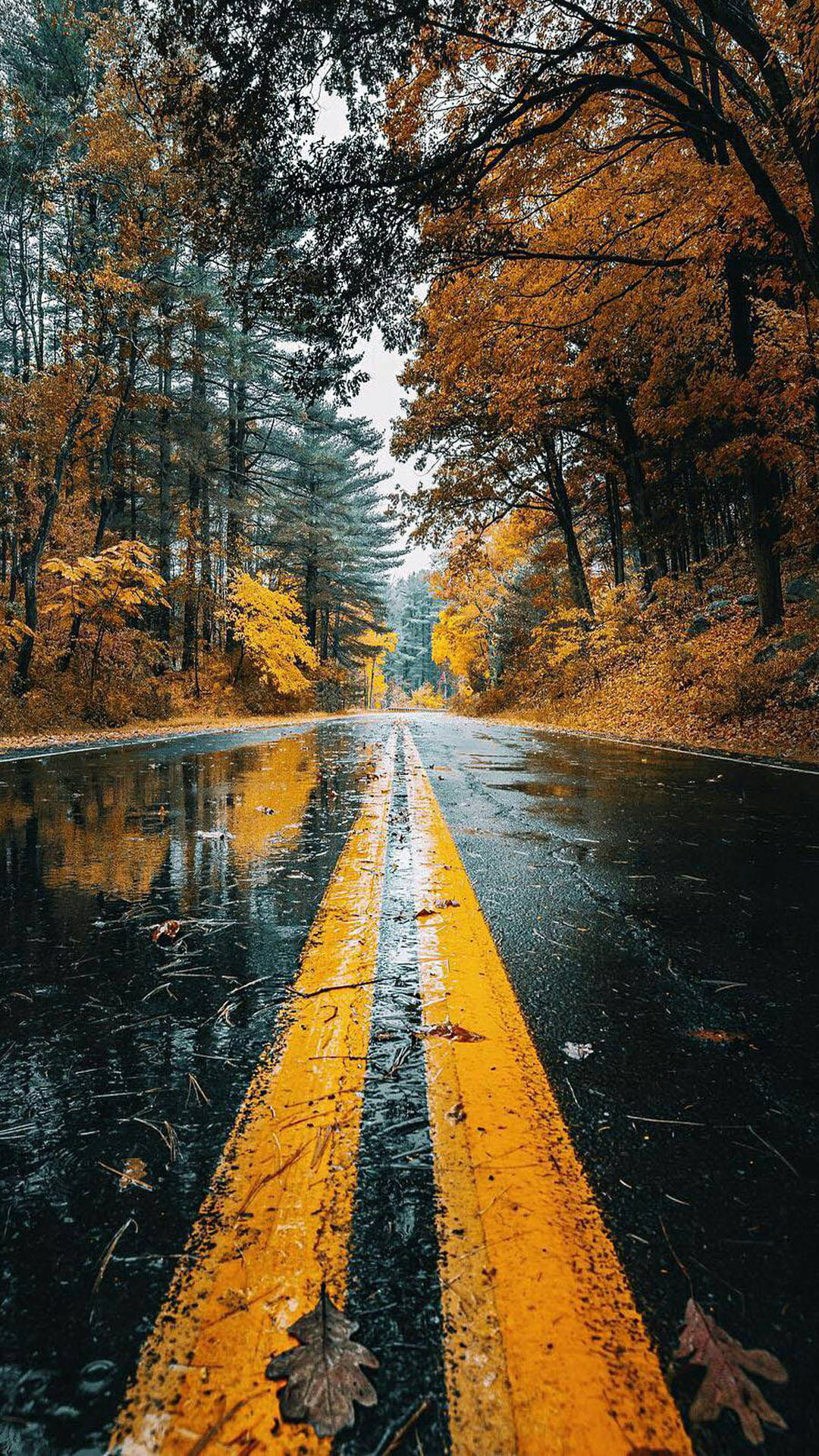 Wet Autumn Road Iphone X Nature Background