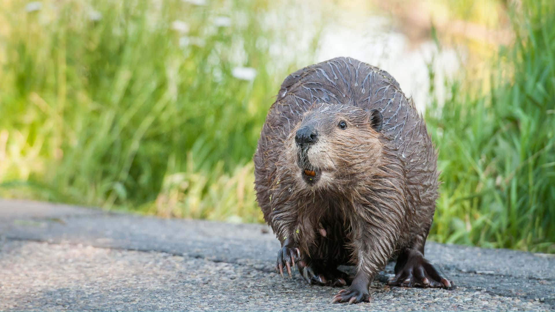 Wet Beaver On Land Background