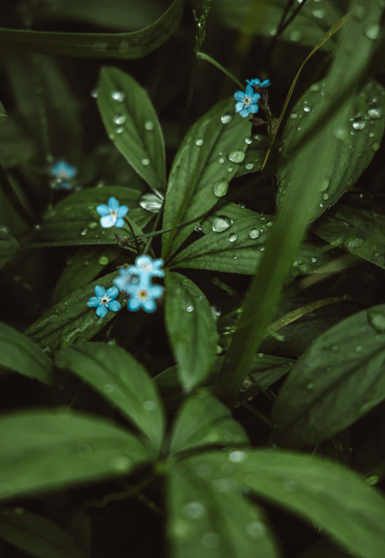 Wet Blue Flowers Phone Background