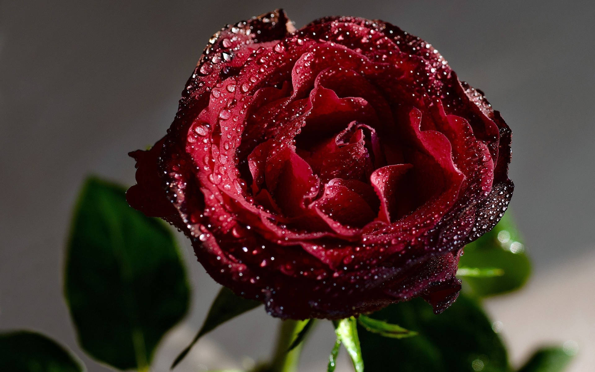 Wet Dying Red Rose Background