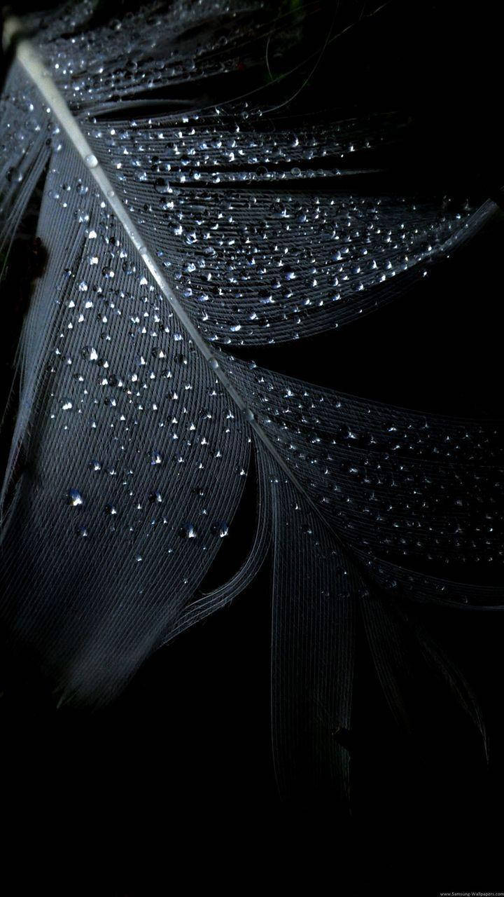 Wet Feather Miui Background