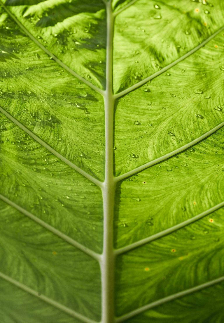 Wet Green Leaf Ipad 2021