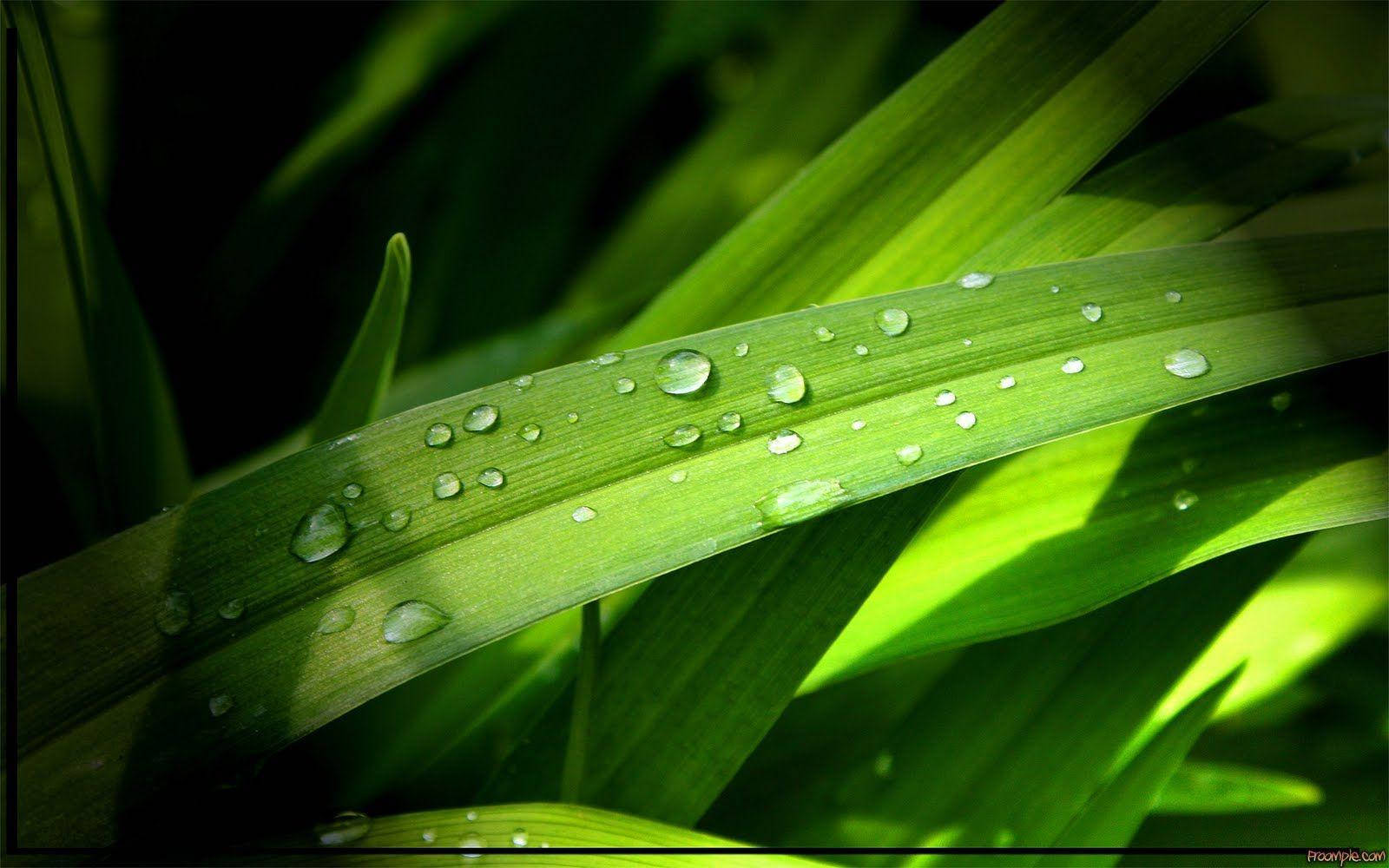 Wet Green Leaves All Best Background