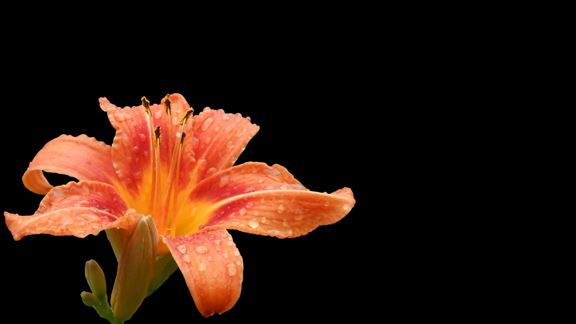 Wet Orange Lily Flower Background