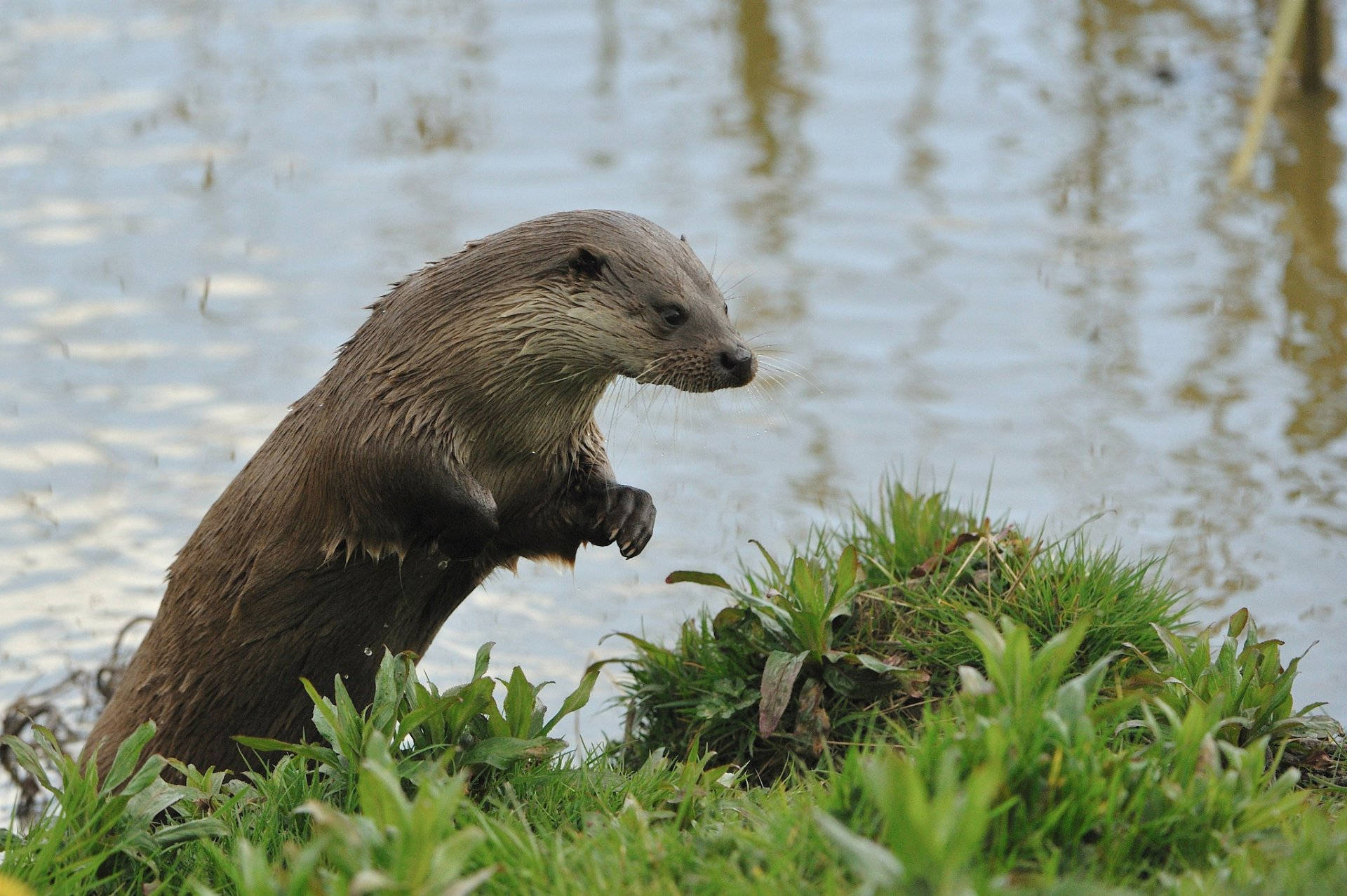 Wet Otter On Land Background