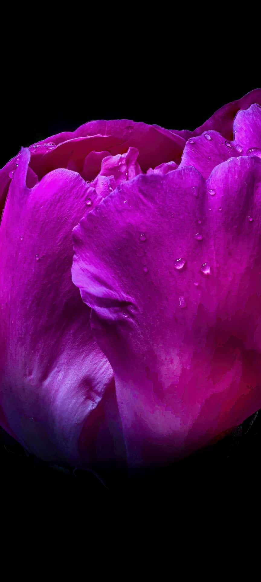 Wet Peony Black And Pink Flower Background