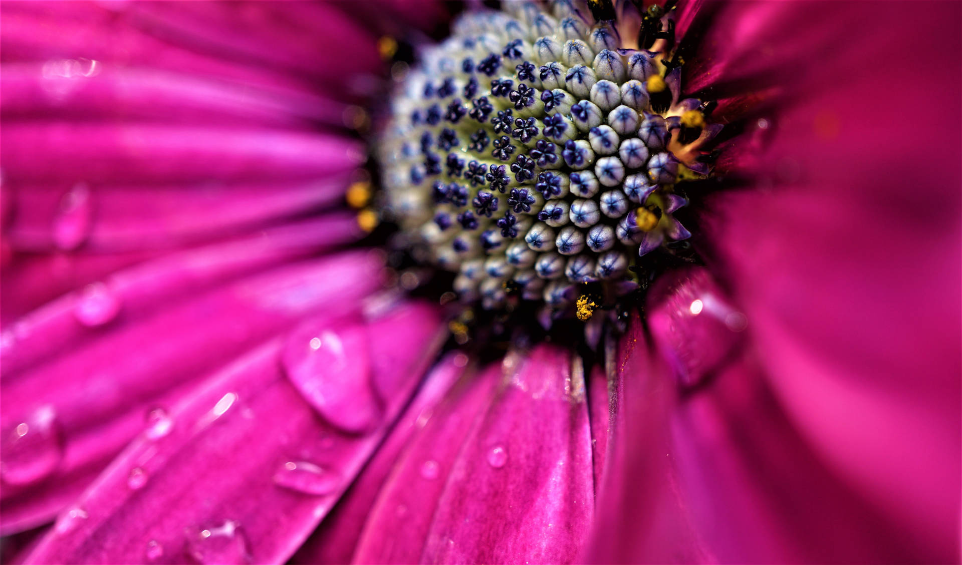 Wet Pink Color Flower Close Up Background
