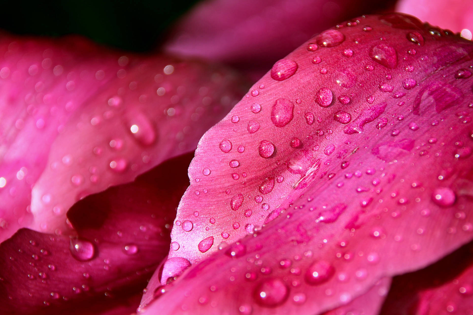 Wet Pink Color Flower Petals Background