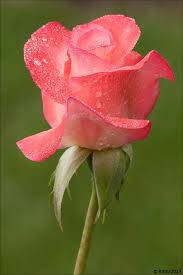 Wet Pink Rose Flower Background