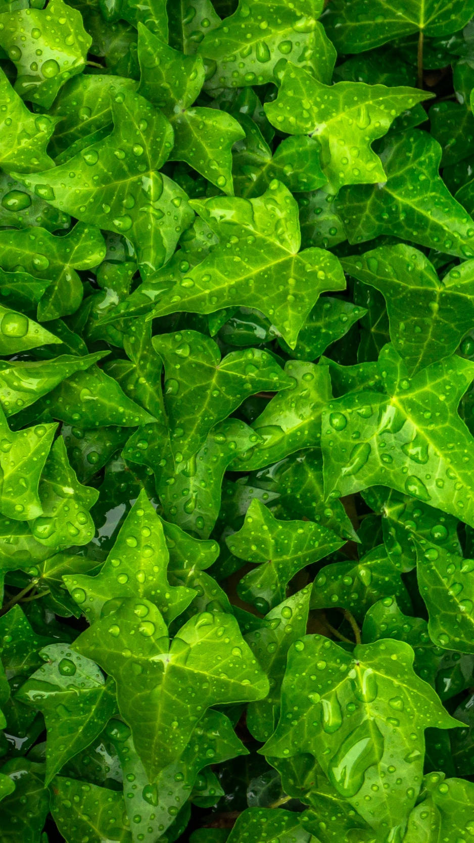 Wet Plant Leaves Top View Iphone Background